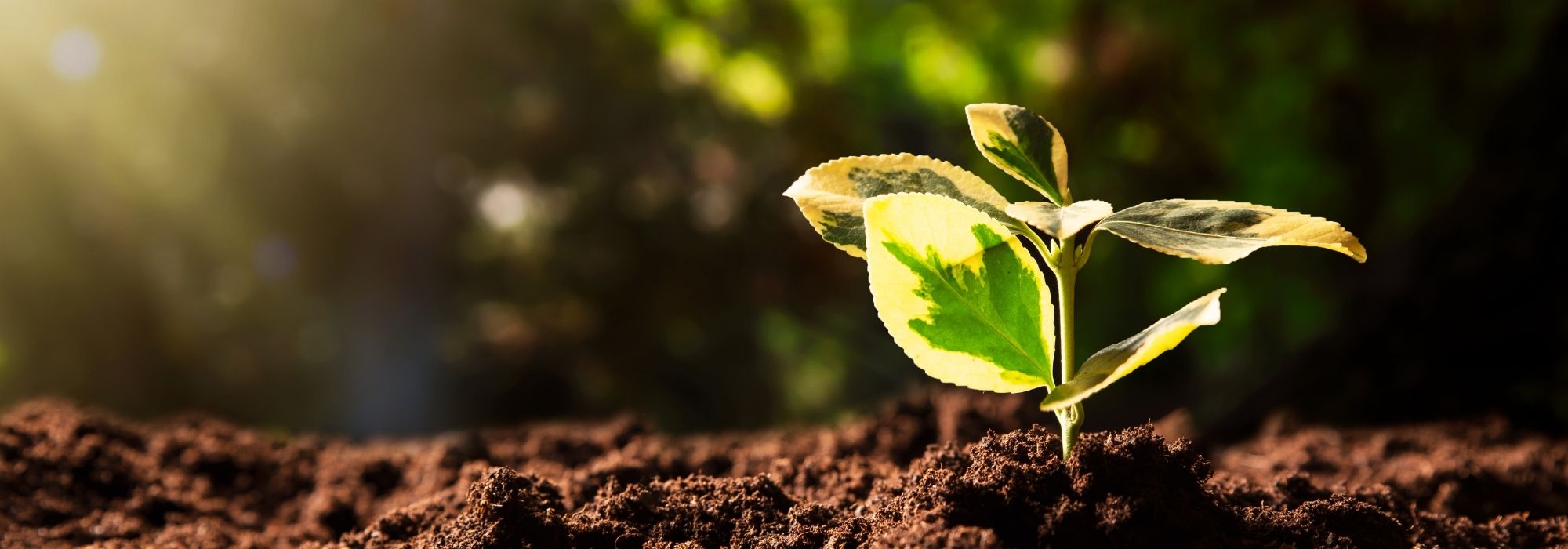 Our Commitment to Sustainability