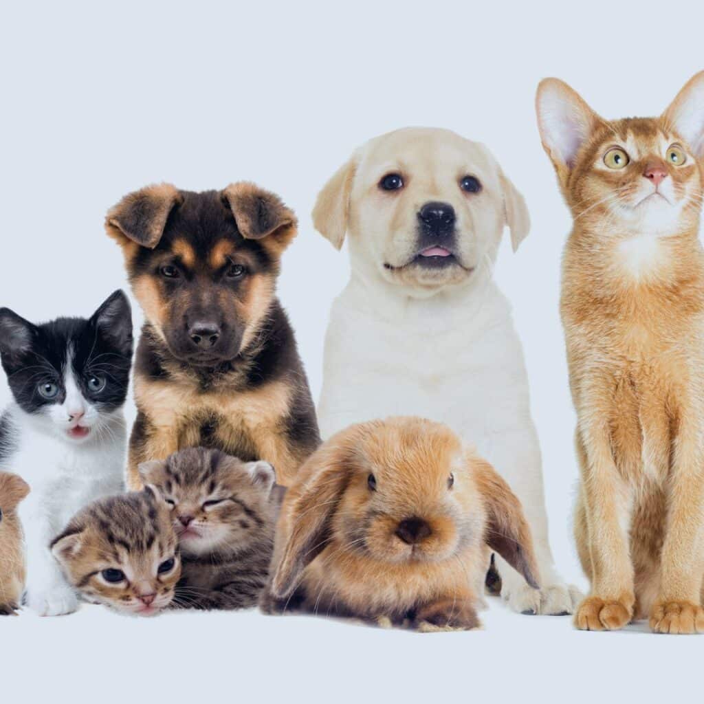How to Keep Animal Care Products Safe with Heat Sealable Films