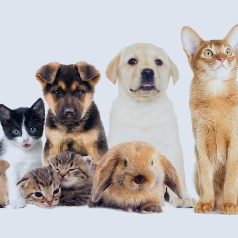 How to Keep Animal Care Products Safe with Heat Sealable Films